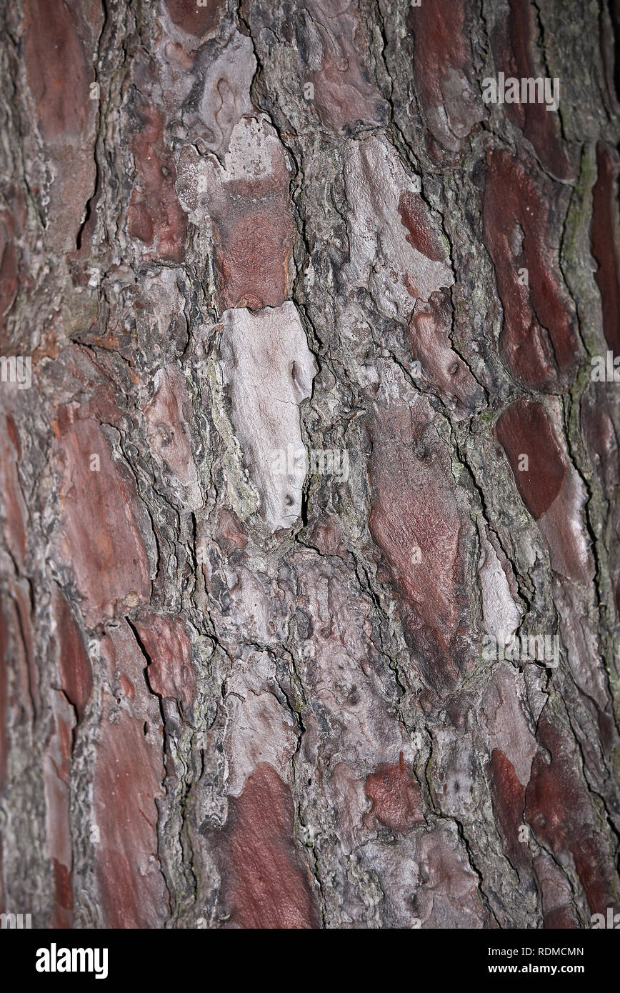 Pinus pinaster bark close up Stock Photo