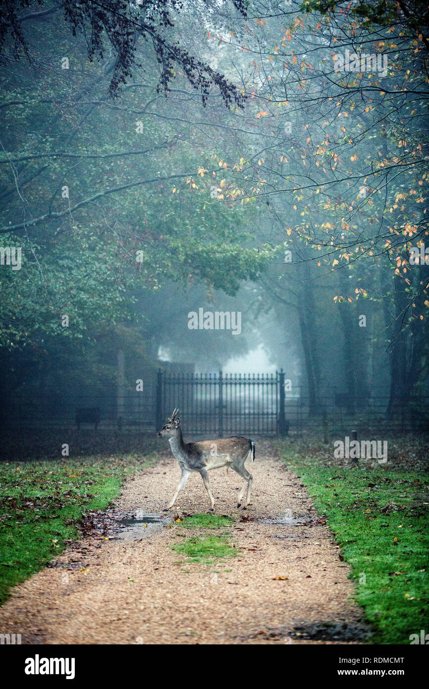 Deer on gravel path in park on a misty morning, iron gate in background. Stock Photo