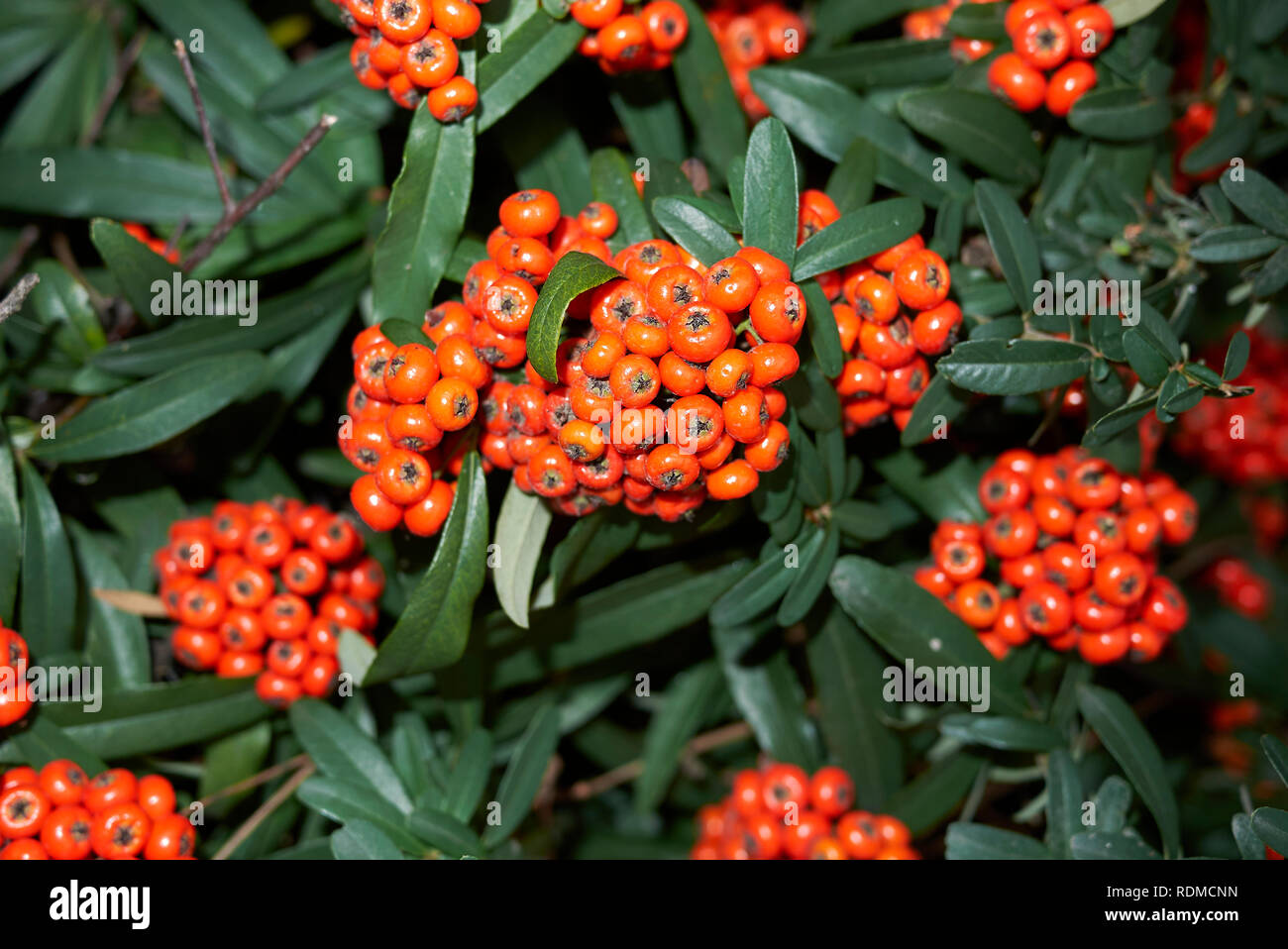 Pyracantha angustifolia shrub with orange berries Stock Photo Alamy