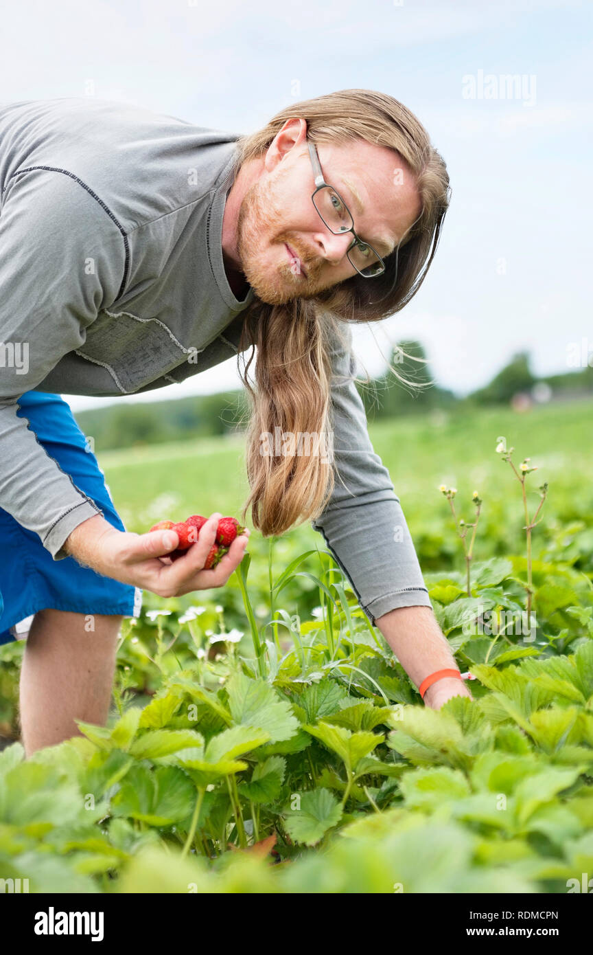 Man picking strawberries Stock Photo - Alamy