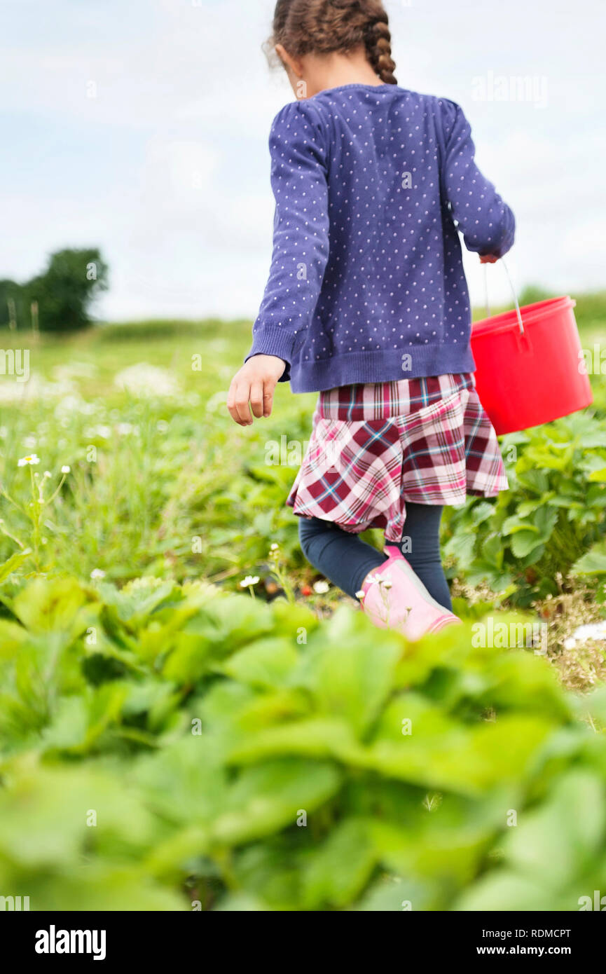 Girl picking strawberries Stock Photo - Alamy