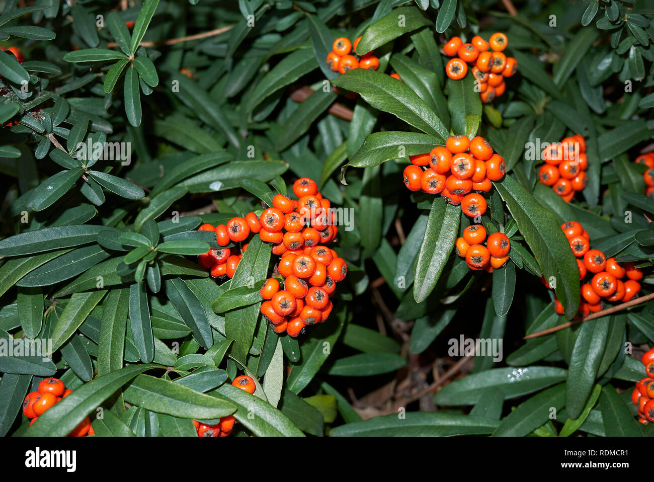 Pyracantha angustifolia shrub with orange berries Stock Photo Alamy