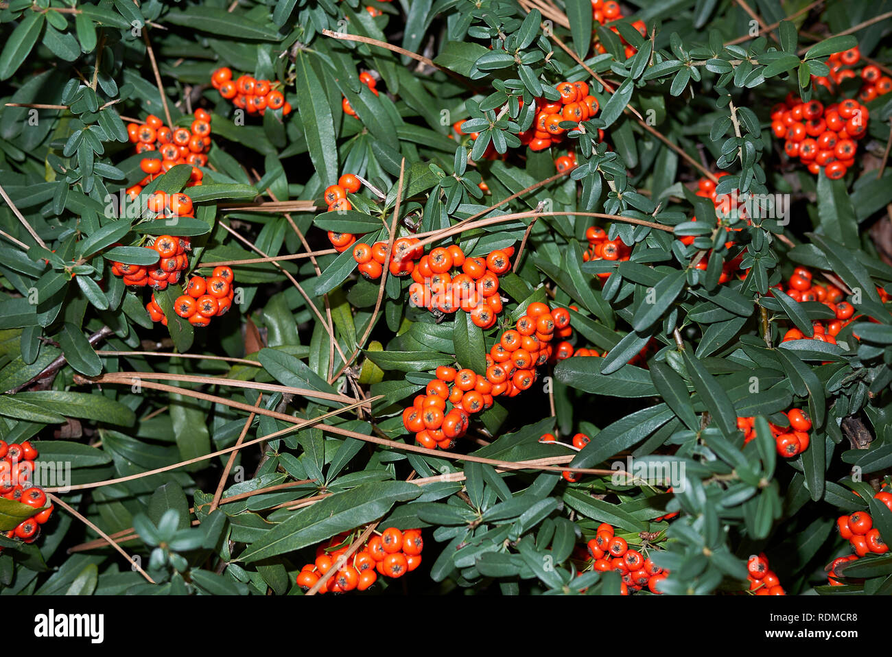 Pyracantha angustifolia shrub with orange berries Stock Photo