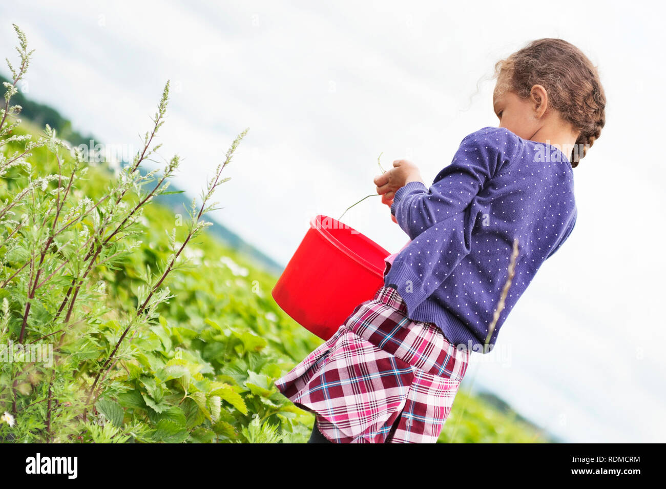 Girl picking strawberries Stock Photo
