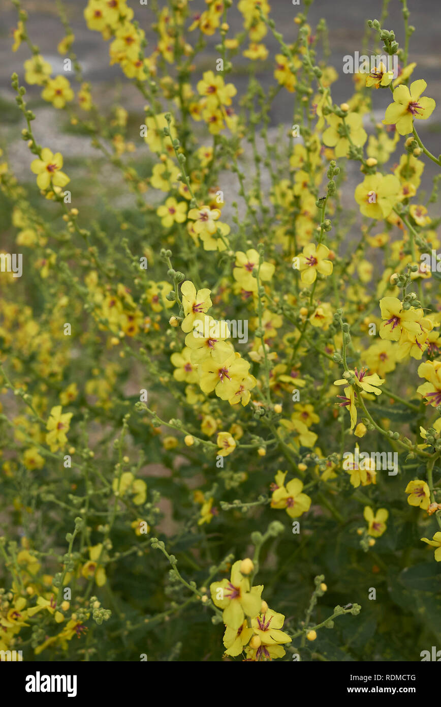 Verbascum sinuatum yellow blossom Stock Photo