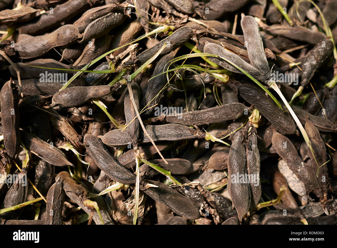 Horse bean hires stock photography and images Alamy