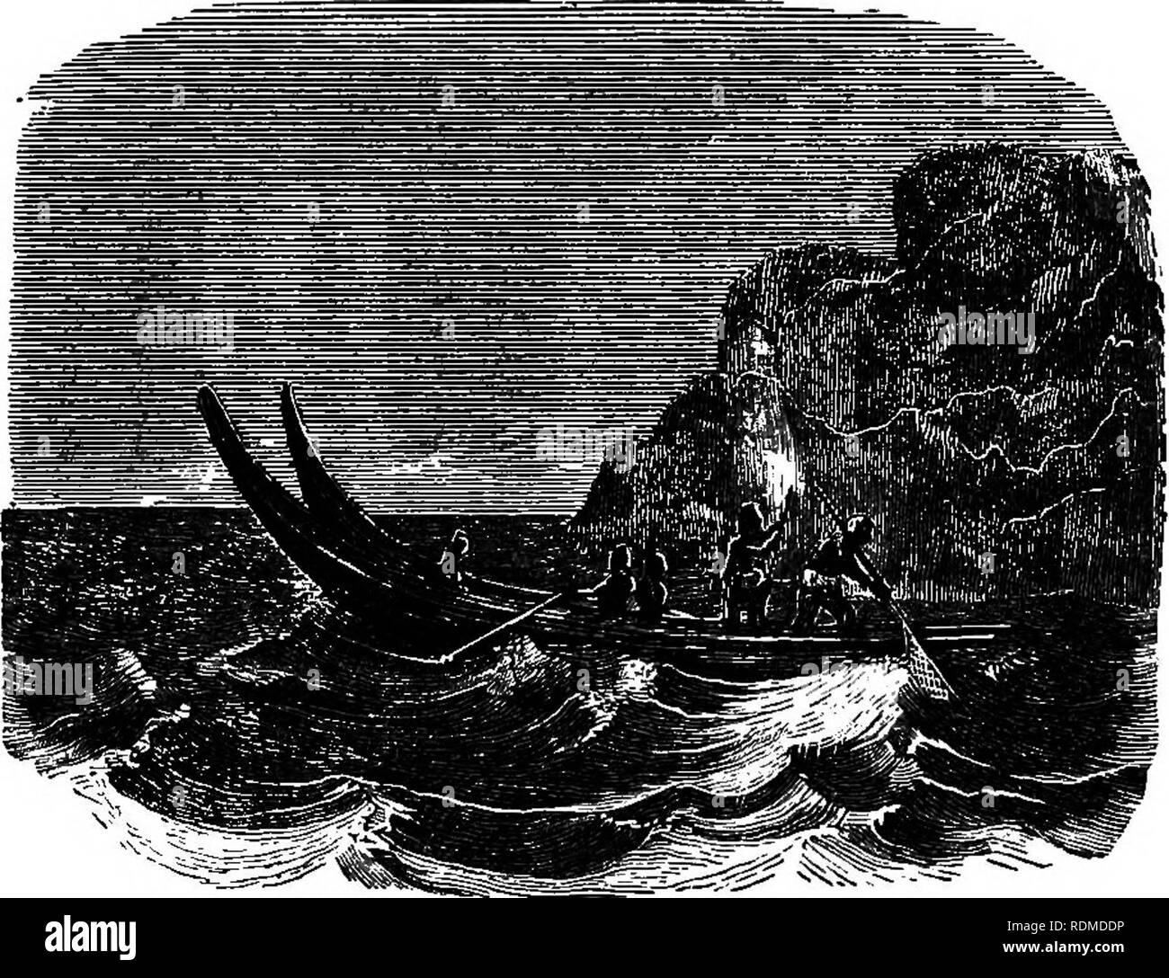 . The wonders of the great deep, or, The physical, animal, geological, and vegetable curiosities of the ocean . Ocean; Marine animals; Marine plants. THE PACIFIC OCEAN. 309 the dark and almost midnight gloom that envelopes every other object.&quot;* Another mode of fishing by torchlight is described by the late Mr. Williams, who accompanied some natives of Atiu on an excursion. The object of the pursuit was the Flying-fisb, which is only taken by night. Double canoes were used, which, having been dragged from the rocks, thirty feet above the level of the water, down a broad sloping ladder, wer Stock Photo