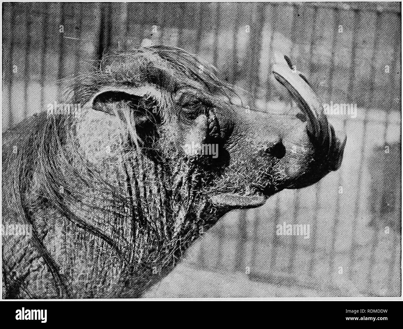 Mammals of other lands;. Mammals. THE PIG AND HIPPOPOTAMUS 279 Few men care  to face a wart-hog on foot. will be found a most tough and courageous  adversary, capable and willing, image size:1300x1063