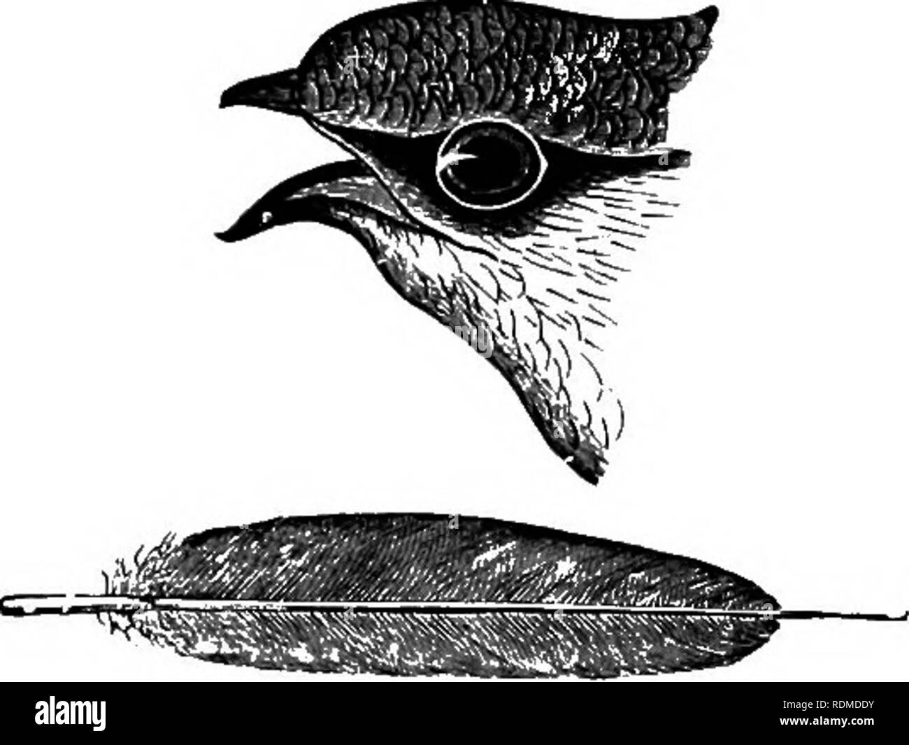 . The birds of Illinois and Wisconsin. Birds; Birds. Jan., 1909. Birds of Illinois and Wisconsin—Cory. 225 General plumage, sooty brown, showing a faint greenish tinge on the upper parts; throat, ashy white; tail feathers, with sharp spines, or points formed by the shafts of the feathers, extending beyond the webs. The Swifts belong to the family Micropodidae and are widely sepa- rated generically from the Swallows; but persons unfamiliar with birds might look for them under the same family. Chcetura pelagica. Chimney Swift. See No. 201.. Family BOMBYCILLID^. Cedar Birds. Waxwings and Bill, wi Stock Photo