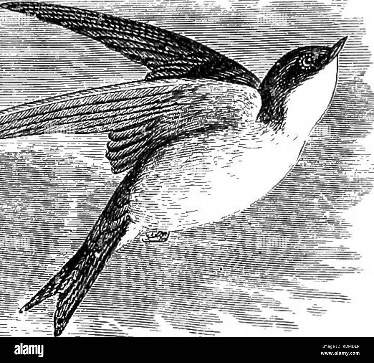 . The birds of Illinois and Wisconsin. Birds; Birds. Jan., 1909. Birds of Illinois and Wisconsin—Cory. 223 Upper plumage, rich green, showing more or less purple on upper tail coverts; under parts, white; western species, only once taken in Illinois. Tachycineta thalassina lepida. Northern Violet-green Swallow. See No. 286.. Tree Swallow. Entire under parts, white; upper plumage, metallic steel blue; young birds have the upper plumage brownish gray, but the under plumage is pure white. Iridoprocne bicolor. Tree Swallow. White-bellied Swallow. See No. 285.. Please note that these images are ext Stock Photo