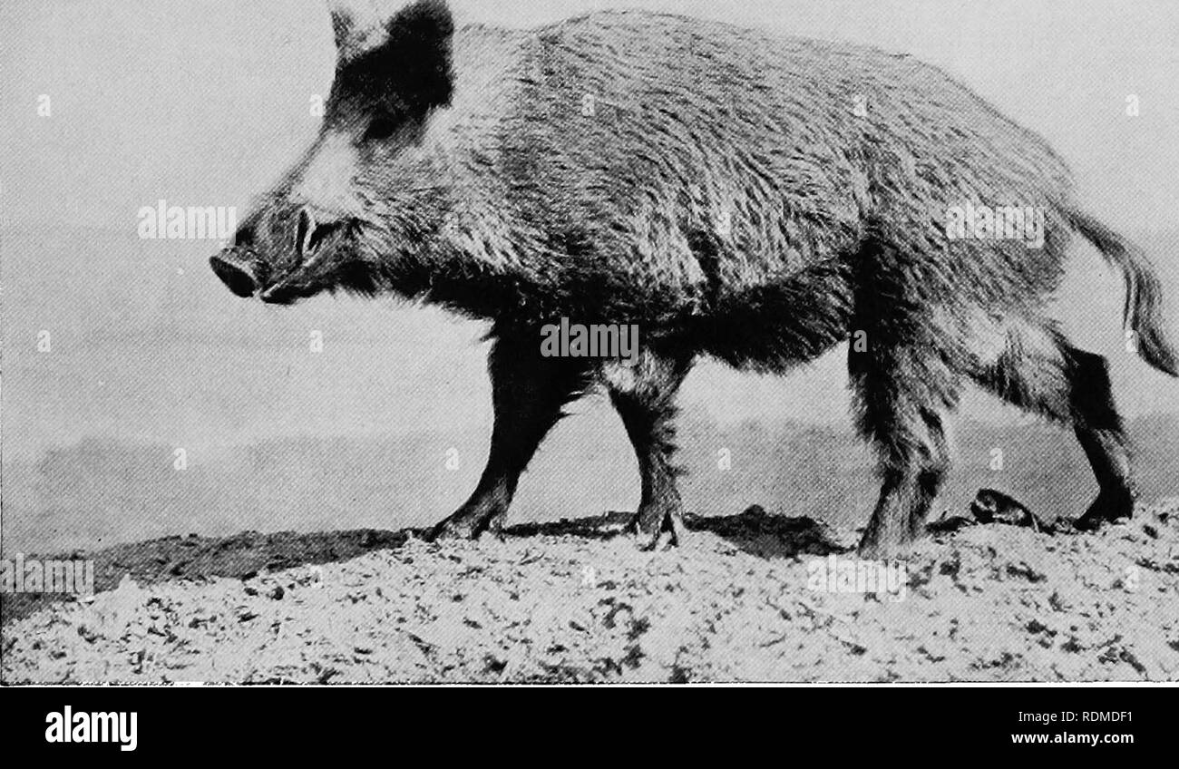 . Mammals of other lands;. Mammals. THE PIG AND HIPPOPOTAMUS 275. ^ - -^'-W' photo bj&gt; Ottomar Anschiitx]  BirUn WILD BOAR In its iongj bristly hair and patuerful lotver tusksy the Tvi/d boar is a 'very different animal from its domesticated descendants the same standard. Thus the large-bodied, long-eared English breed, with a convex back, and the small-bodied, short-eared Chinese breeds, with a concave back, when bred to the same state of perfection, nearly resemble each other in the form of the head and body. This result, it appears, is partly due to similar causes of change acting on th Stock Photo