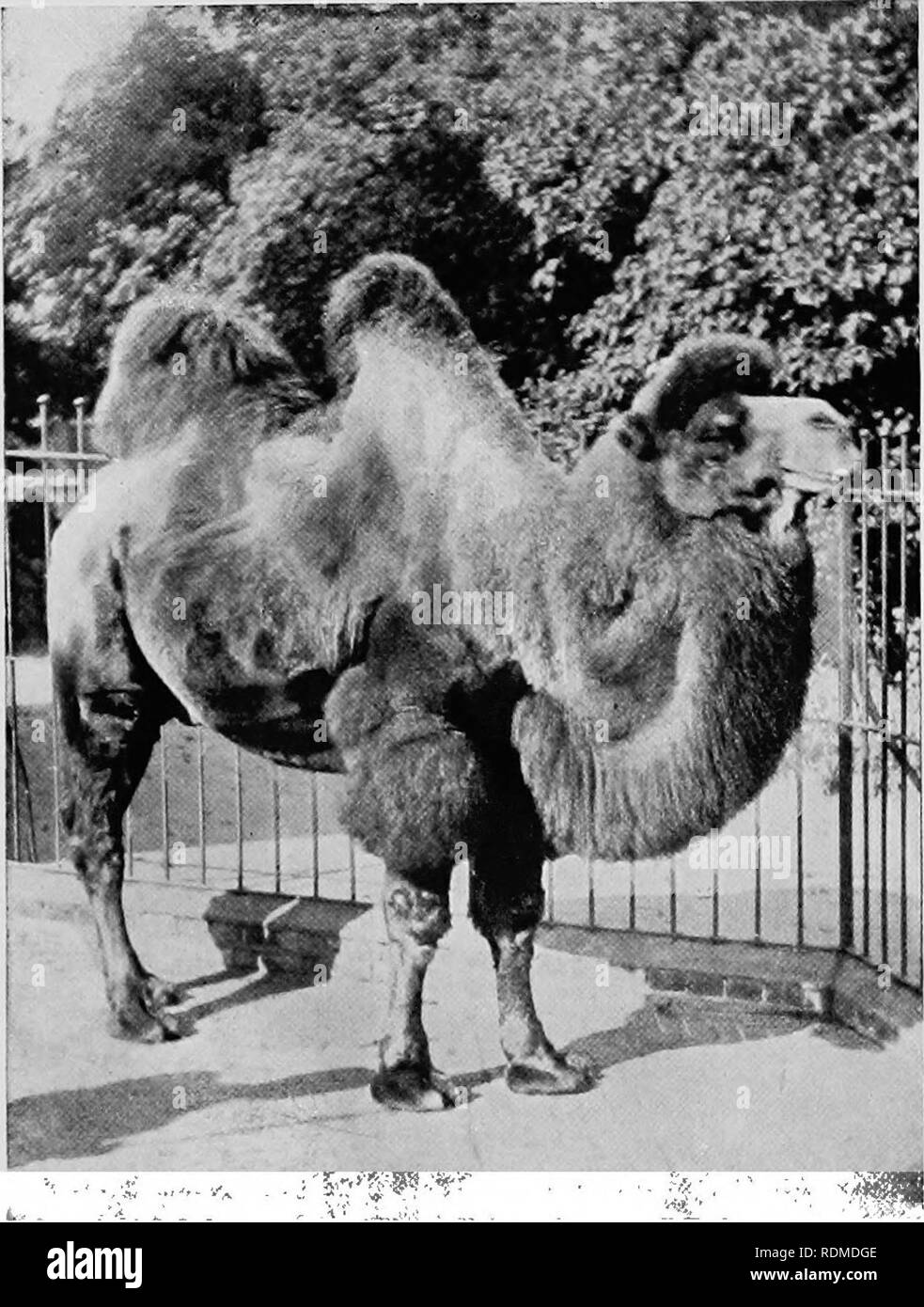 Mammals of other lands;. Mammals. 270 THE LIVING ANIMALS OF THE WORLD.  Photo by Charles Knight'} Ijildershot BACTRIAN CAMEL Tic most useful  transport animal of Central jisia THE LLAMAS The Llamas