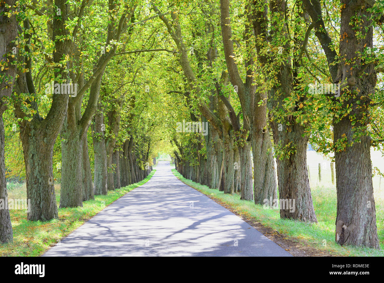 Baumallee, Hintergrund, Bäume, Allee Stock Photo