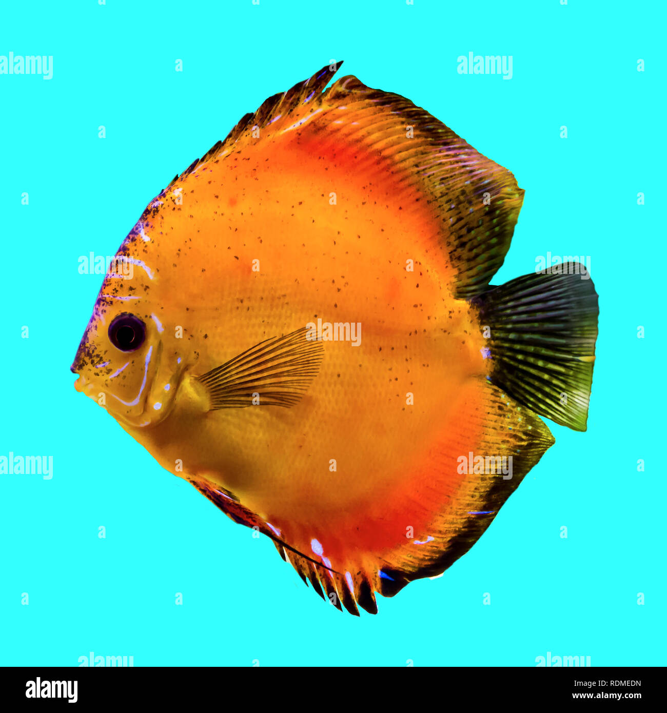Page 2 - Transparent Amazon High Resolution Stock Photography and Images -  Alamy