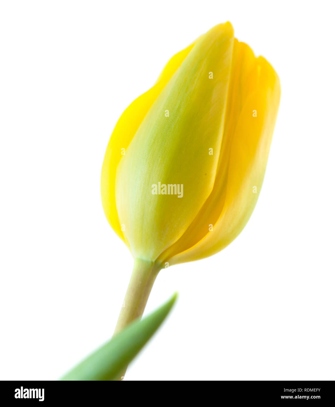 single tulip flower isolated on white background Stock Photo - Alamy