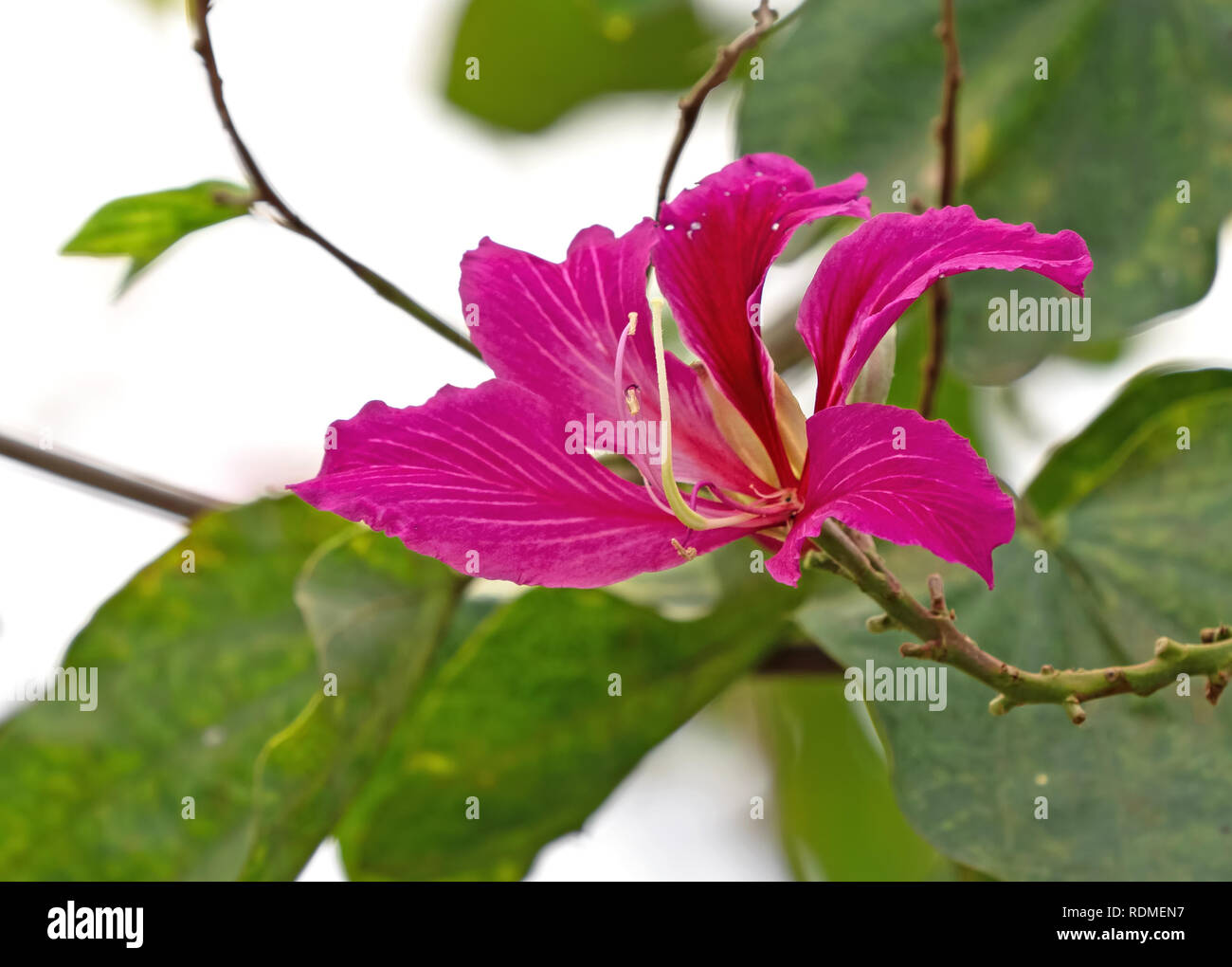 Closeup Hong Kong Orchid Flower or Bauhinia × blakeana Isolated on Nature Background Stock Photo