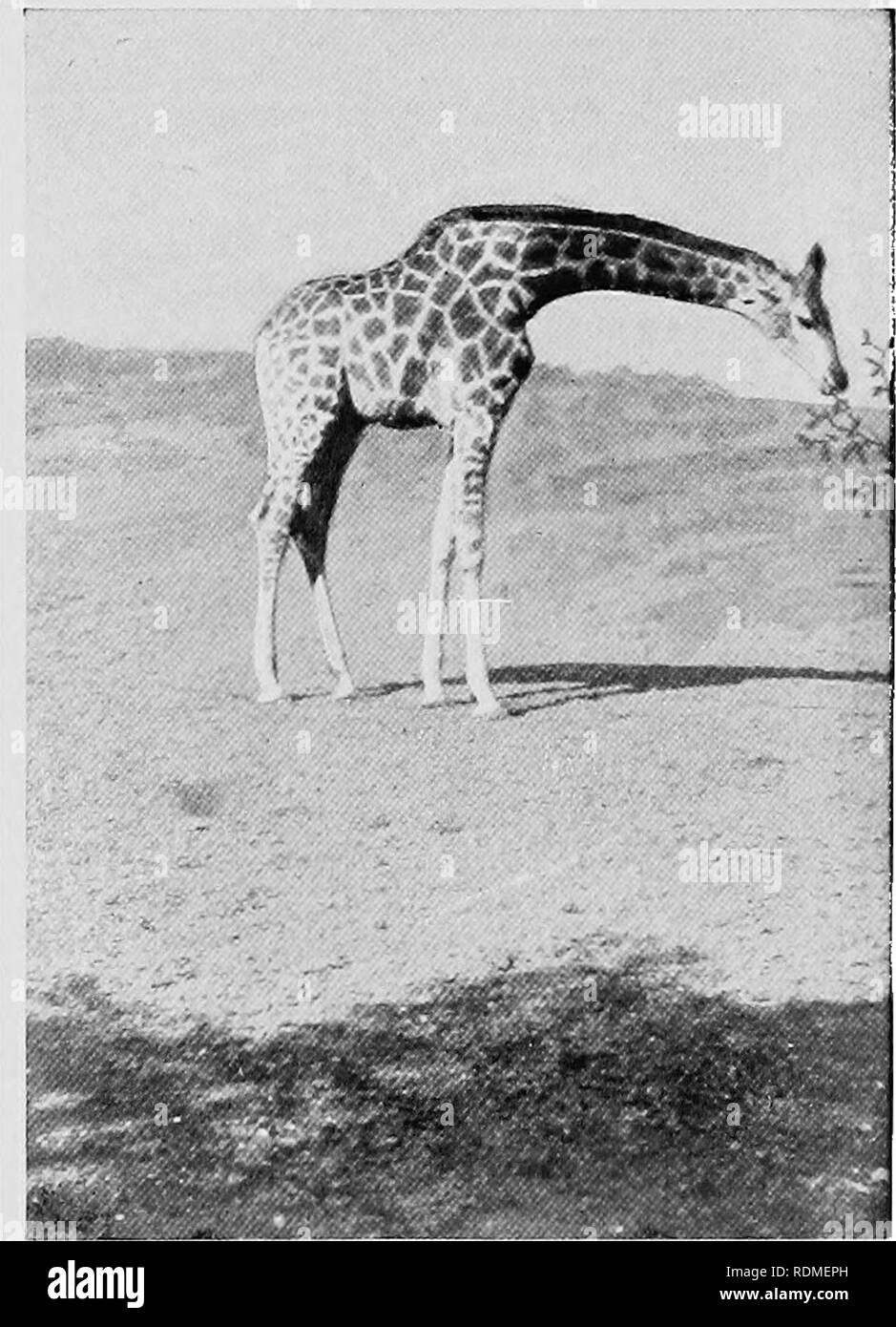 Sir harry johnston okapi Black and White Stock Photos & Images - Alamy