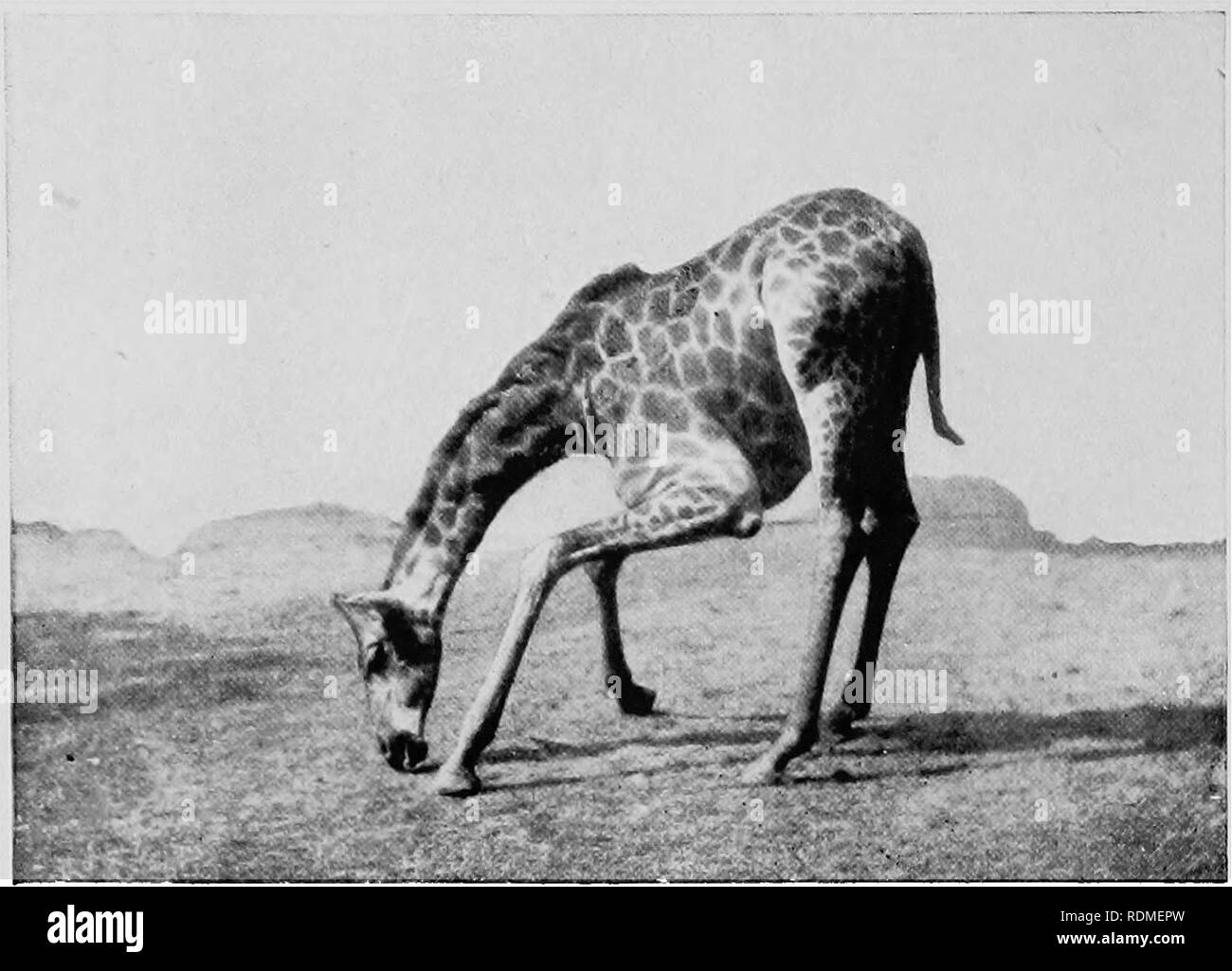 Mammals of other lands;. Mammals. 240 THE LIVING ANIMALS OF THE WORLD.  Phota ty ^. S. Rudland & Sons A GIRAFFE GRAZING Grazing is evidently  not the natural mode of feeding