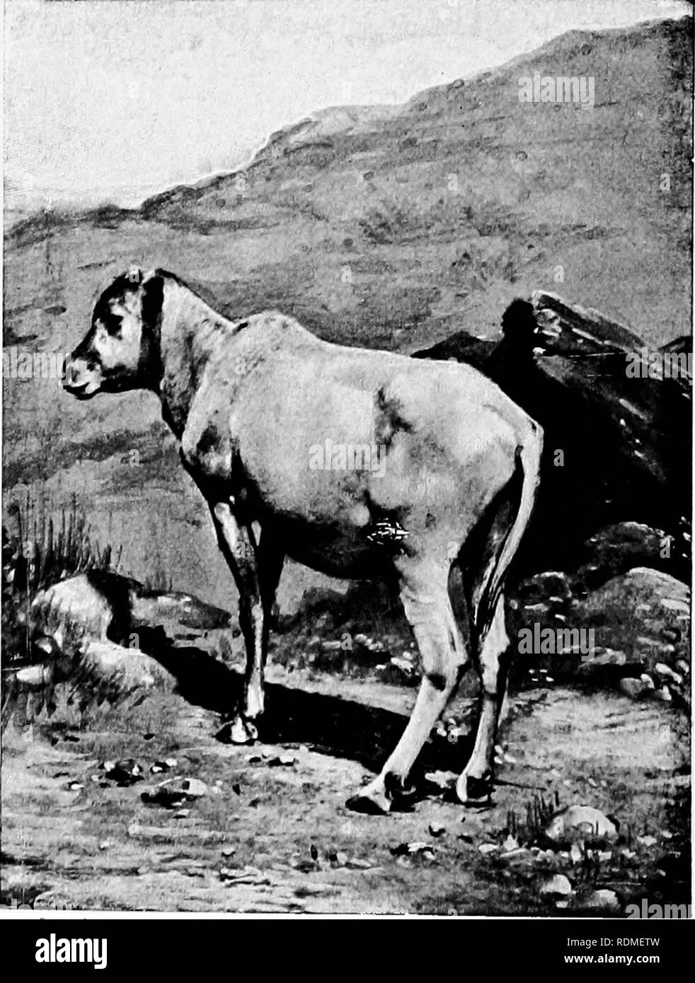 Image BJ Hill image beautiful image beautiful image beautiful image beautiful - Female nilgai Black and White Stock Photos & Images - Alamy