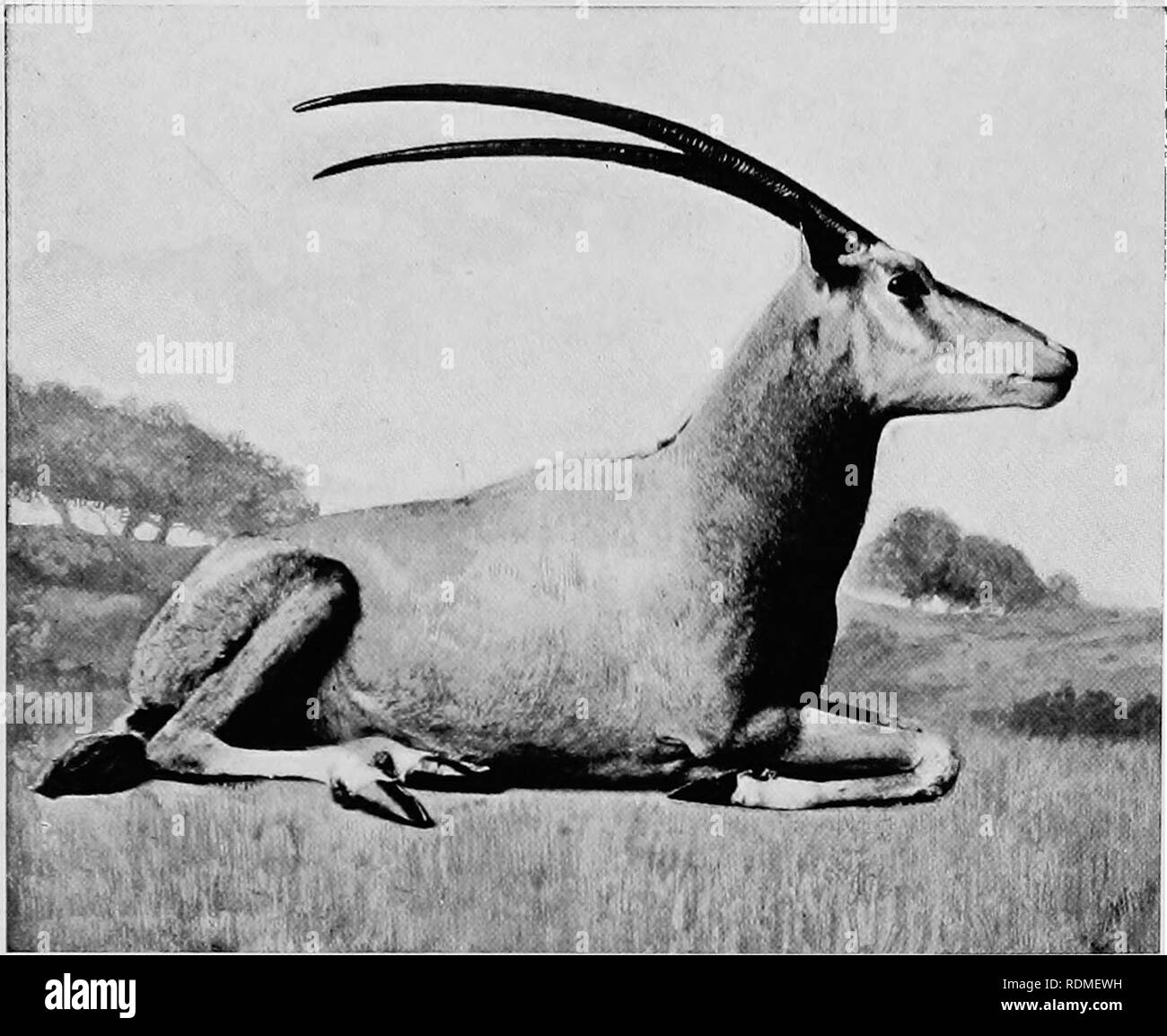 Mammals of other lands;. Mammals. 228 THE LIVING ANIMALS OF THE WORLD.  Photo by S. a. Payncy jiyitibury^ by ftrminion of the Hon, iValttr  Rothschild WHITE ORYX Found in Northern Africa