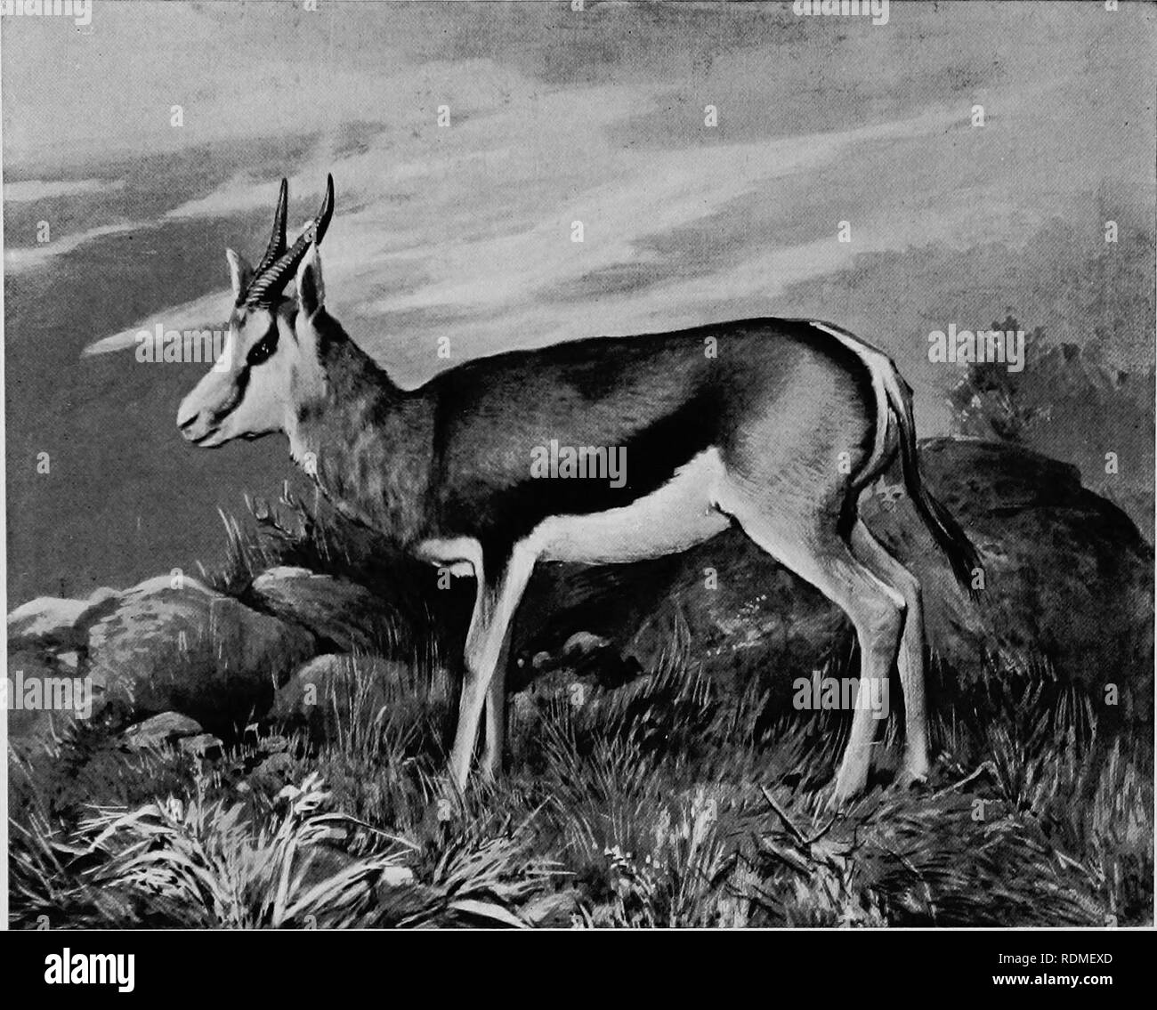 . Mammals of other lands;. Mammals. 224 THE LIVING ANIMALS OF THE WORLD. Ph'jto bf Fircy Jihenden] [^Cafie Town MALE SPRINGBUCK Once the most numerous species in South Africa, ivhere it is still not uncommon. Its migrations, or ^^ treks,*^ at certain seasons ivere one of the sights of the njeldt males and females are horned. With the single exception of the BEATRIX ORYX, which inhabits Arabia, all these antelopes are denizens of Africa. One species of the group, the Kluebuck, which appears to have been entirely confined to the mountainous districts of the Cape Peninsula, became extinct during  Stock Photo