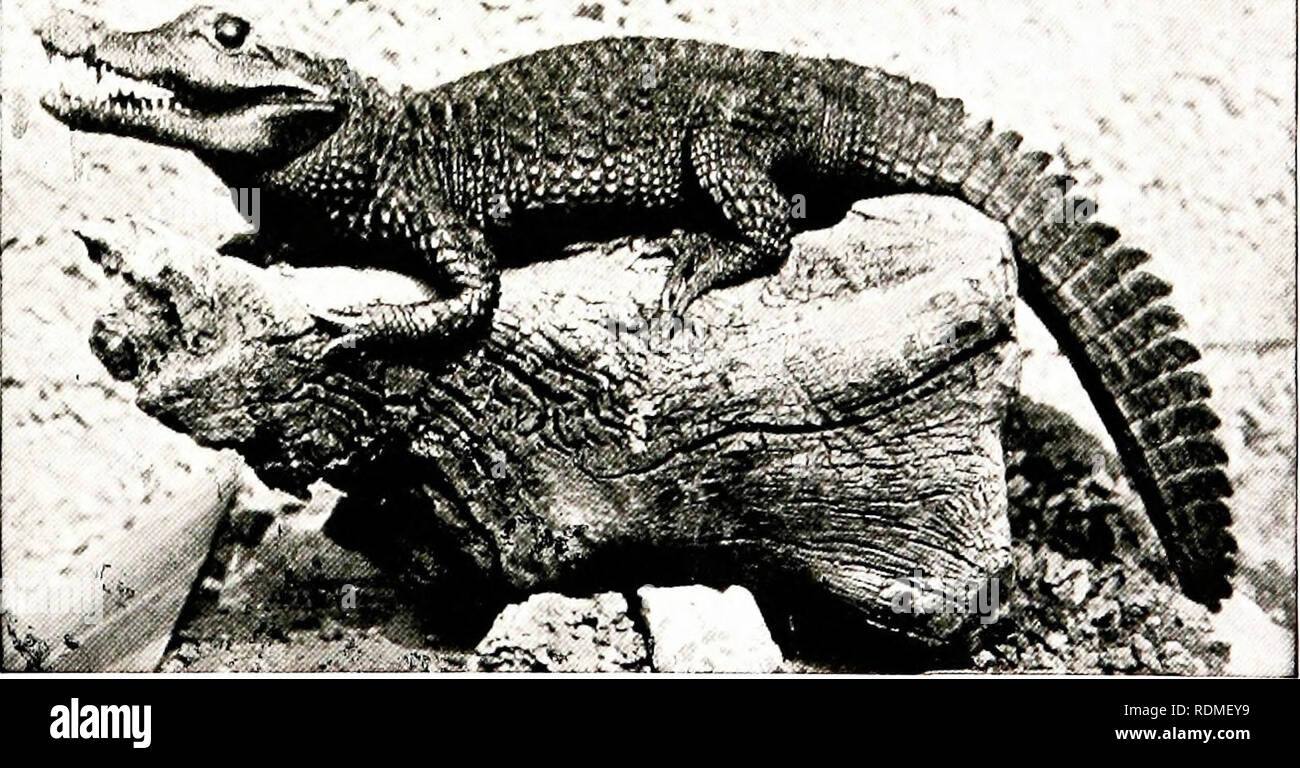 . Birds of other lands, reptiles, fishes, jointed animals and lower ...