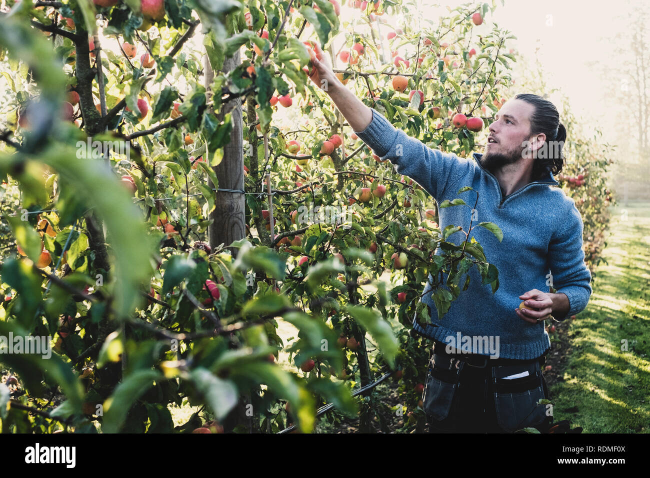 man-picking-apples-from-tree-hi-res-stock-photography-and-images-alamy