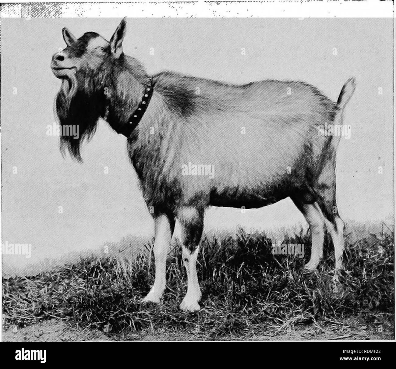 Goats milk Black and White Stock Photos & Images Alamy