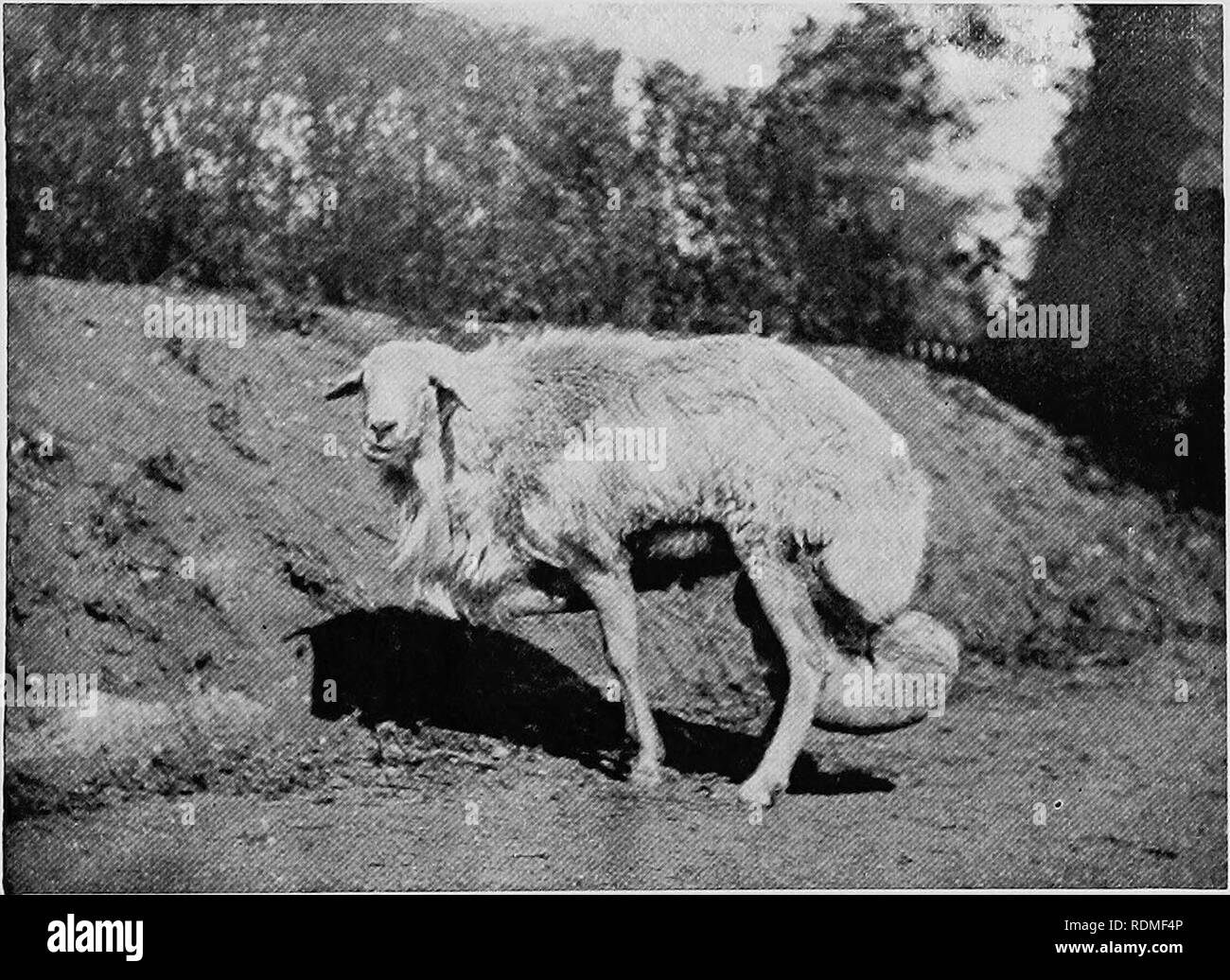 Fat tail sheep Black and White Stock Photos & Images - Alamy
