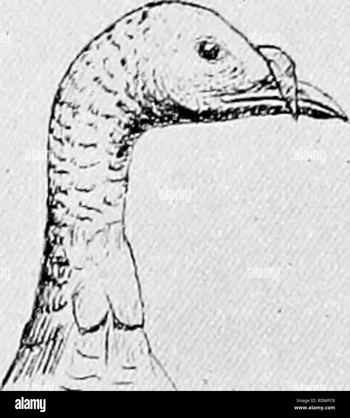 . The birds of Illinois and Wisconsin. Birds; Birds. Grouse. Turkey. Wing, over 12 inches long; toes, four, the hind toe elevated above the rest; bill, rather short and stout; wing, short and somewhat rounded, the outer primaries curved. Family PHASIANID^. Subfamily MELEAGRIN^. Turkeys. See page 139. * Foi directions for measurement, see page 21.. Please note that these images are extracted from scanned page images that may have been digitally enhanced for readability - coloration and appearance of these illustrations may not perfectly resemble the original work.. Cory, Charles B. (Charles Bar Stock Photo