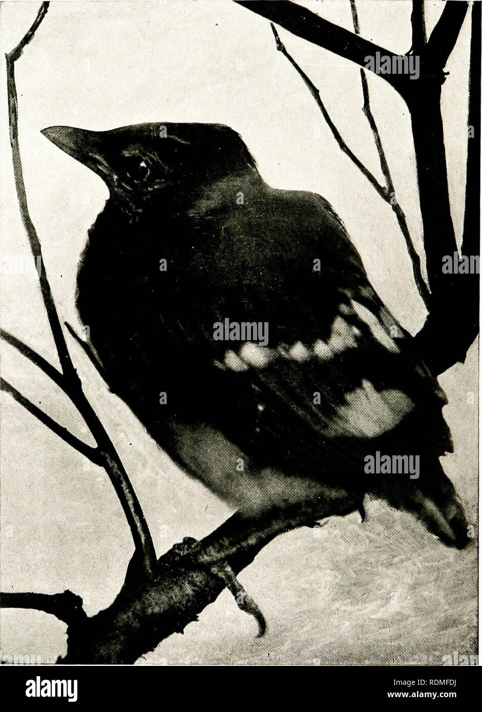 Jackdaw Feet Hi res Stock Photography And Images Alamy jackdaw-feet-hi-res-stock-photography-and-images-alamy