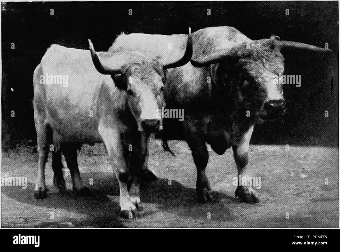 Are Elephants Ruminants