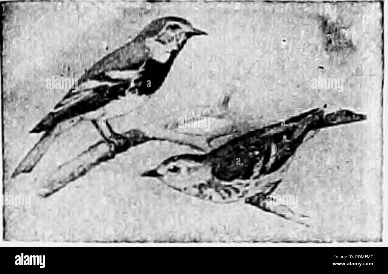 . The birds of Illinois and Wisconsin. Birds; Birds. I20 Field Museum of Natural History—Zoology, Vol. IX. Bill, very slightly hooked, not wide and flat at base, as in the Flycatchers; toes, joined together at base. Plain colored birds, usu- ally greenish or grayish, but often show a faint wash of yellow on under parts; tail, always without white spots; first primary, variable, very short in some species, in others nearly as long as second. Family VIREONIDjE. Vireos. See page 227. PART 2. Tip of upper mandible, not notched or hooked. First primary, not short, never less than two thirds as long Stock Photo