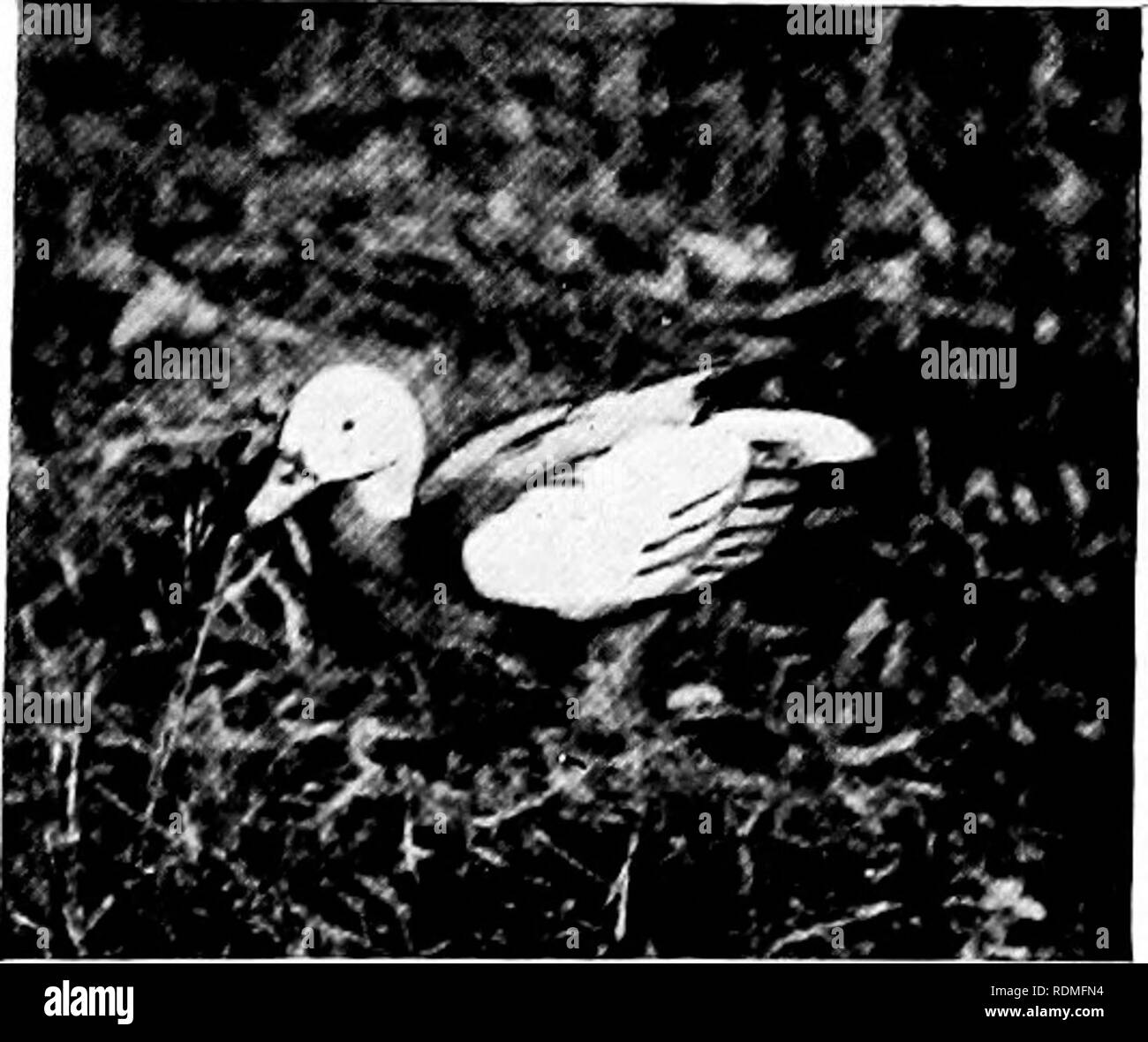 The Golden Duck Black And White Stock Photos Images Alamy