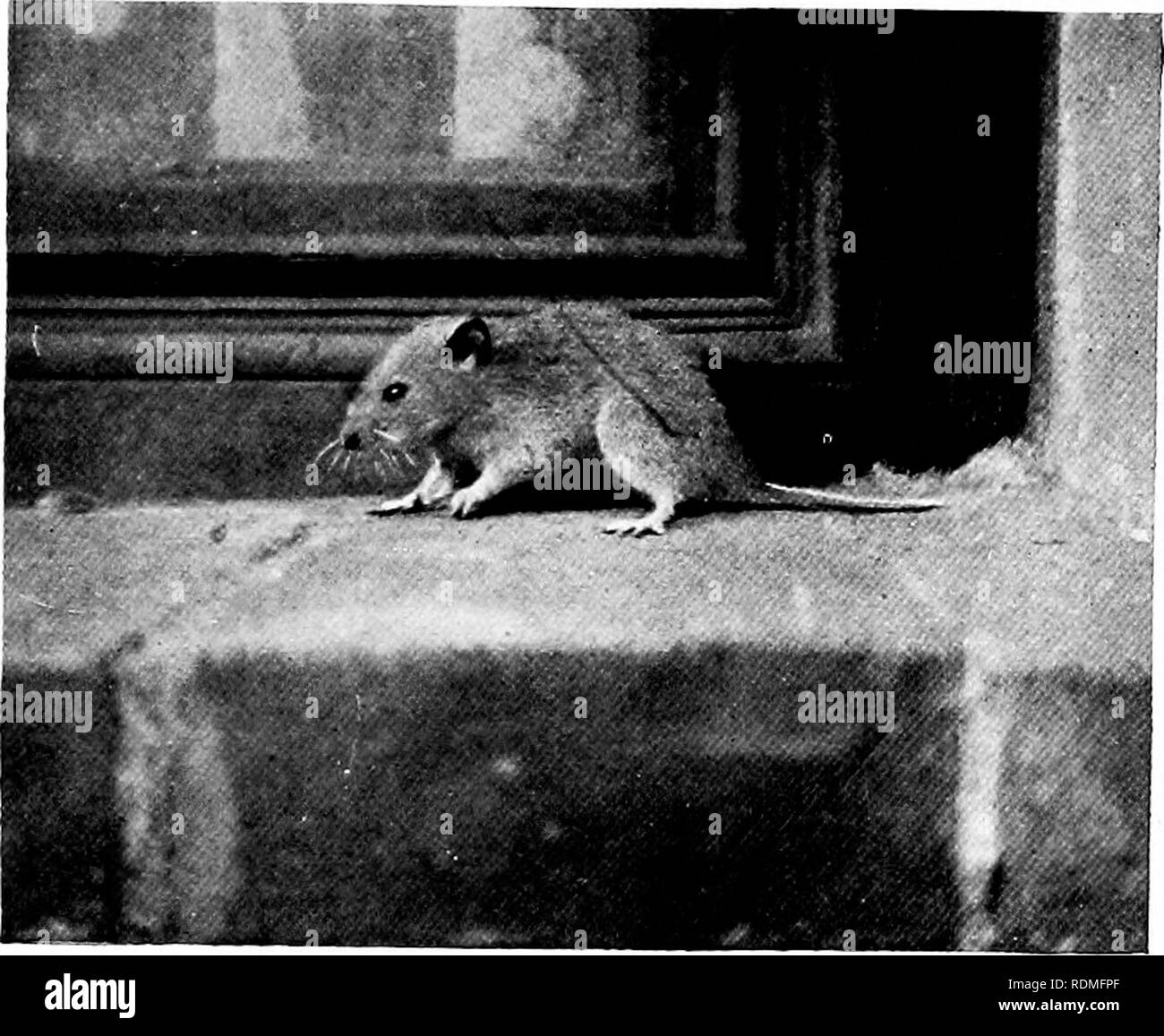 Giant Hamster Hi Res Stock Photography And Images Alamy