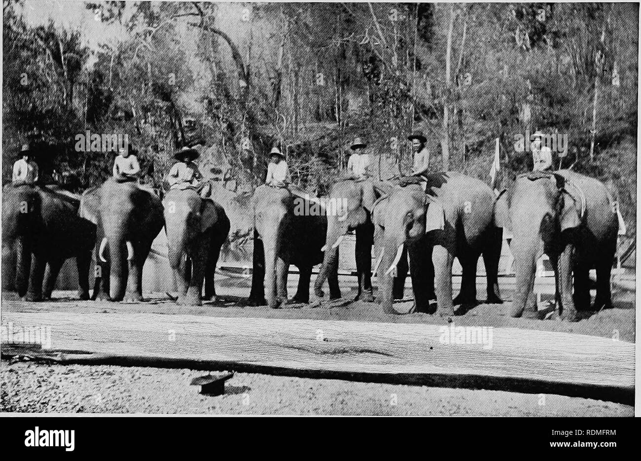 . Mammals of other lands;. Mammals. ELEPHANT, TAPIR, HYRAX, RHINOCEROS 153. Phato h M. E. F. Baird, Esq. TIMBER-ELEPHANTS Thh photograph ivas taken at LakoUyin Upper Siam. Notice the large teak log in the foreground cutta which stands 11 feet 3 inches at the shoulder. In the size of its tusks the African ele- phant far surpasses the Asiatic species. In India a pair of tusks measuring S feet in length and weighing 70 lbs. the pair would, I think, be considered large, though an elephant was killed by Sir Victor Brooke in the Garo Hills with a single tusk measuring 8 feet in length, 17 inches in  Stock Photo
