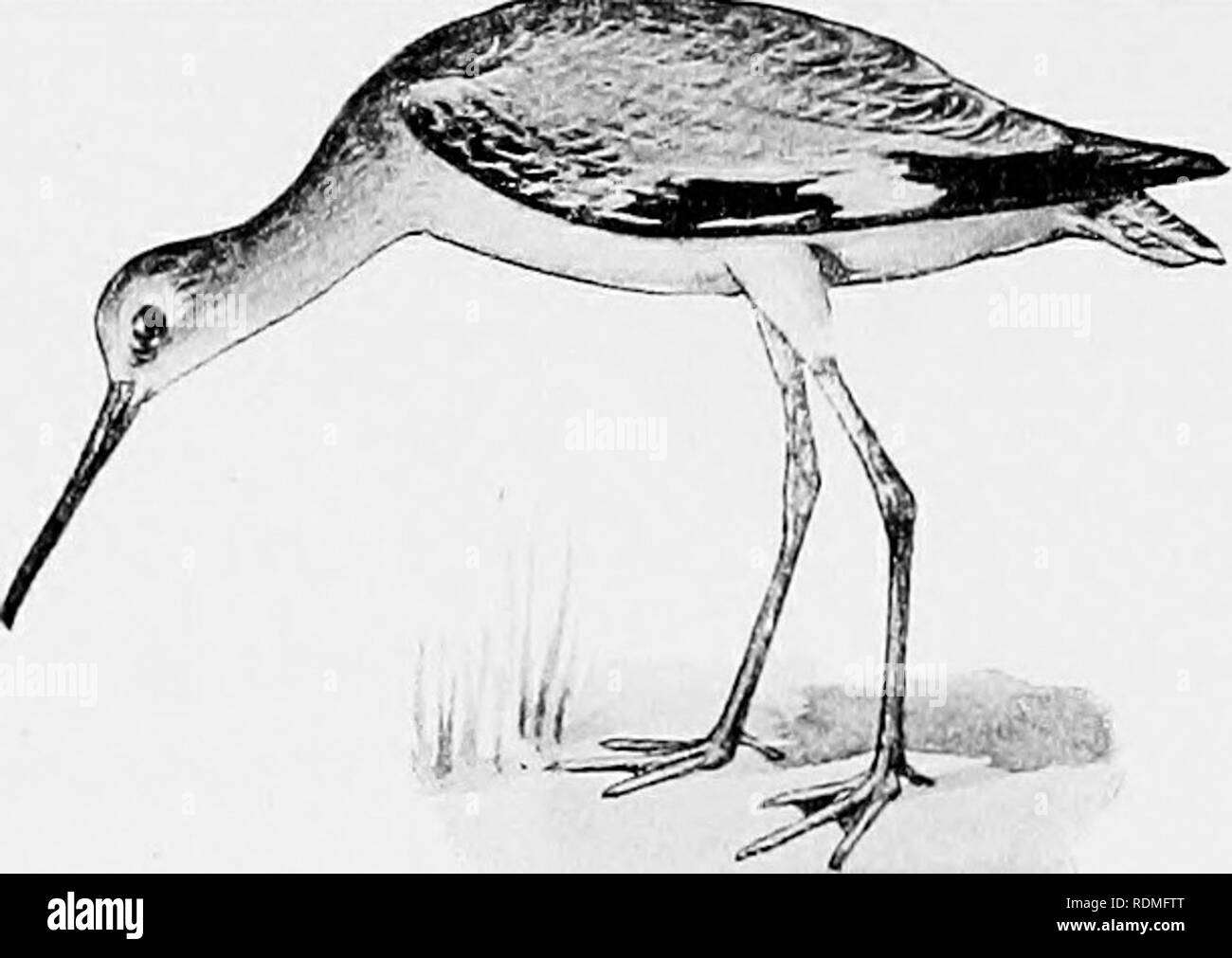 . The birds of Illinois and Wisconsin. Birds; Birds. Pisobia maculata. Rump, blackish; middle upper tail coverts, black (not banded); inner web of primaries, not speckled. Pisobia maculata. Pectoral Sandpiper. Grass Bird. See No. 114. Inner webs of primaries, speckled. Tryngites subruficollis. Buff-breasted Sandpiper. See No. 129. Tryngties subruficollis. * GROUP 5. Wing, 6.75 to 9 inches long. SECTION 1. Toes, four, with more or less web; bill, curved up- wards or straight; bill, over 2.60.. Please note that these images are extracted from scanned page images that may have been digitally enha Stock Photo