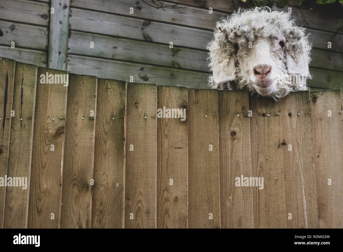 Close up of sheep looking at camera over wooden fence. Stock Photo