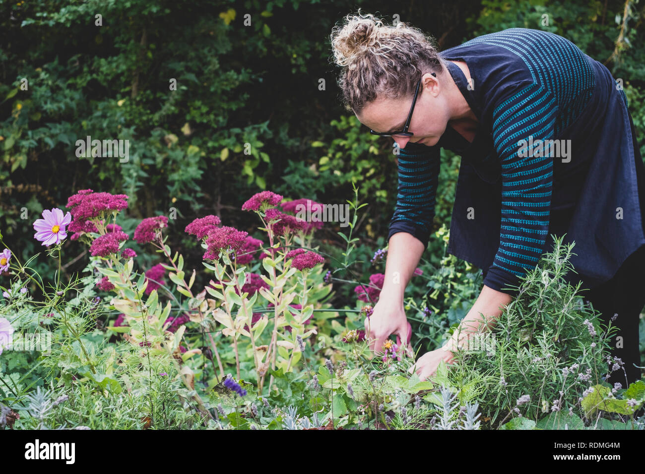 Blonde woman wearing glasses and apron standing in a garde, picking fresh herbs. Stock Photo