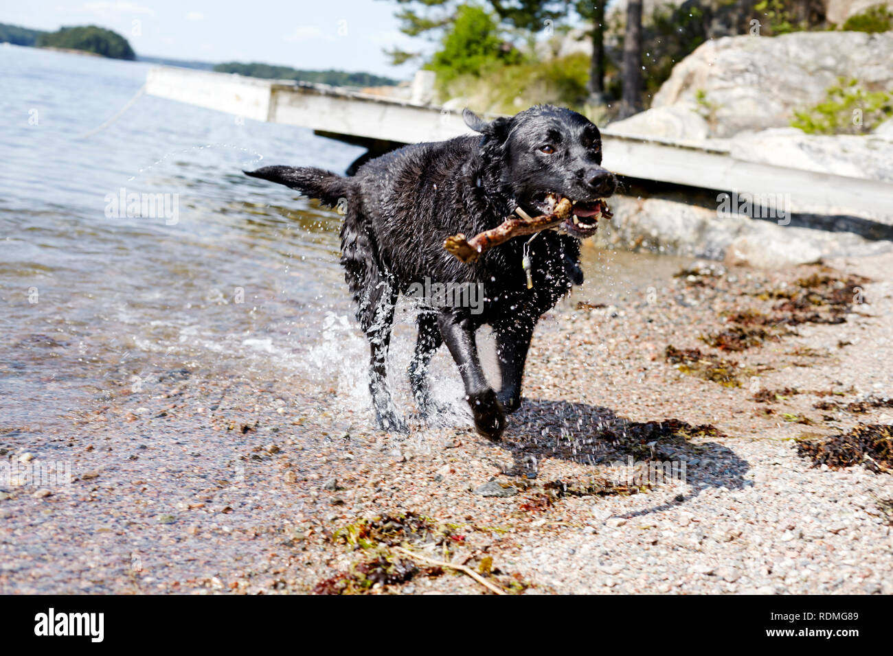 Dog with stick running across riverbank Stock Photo