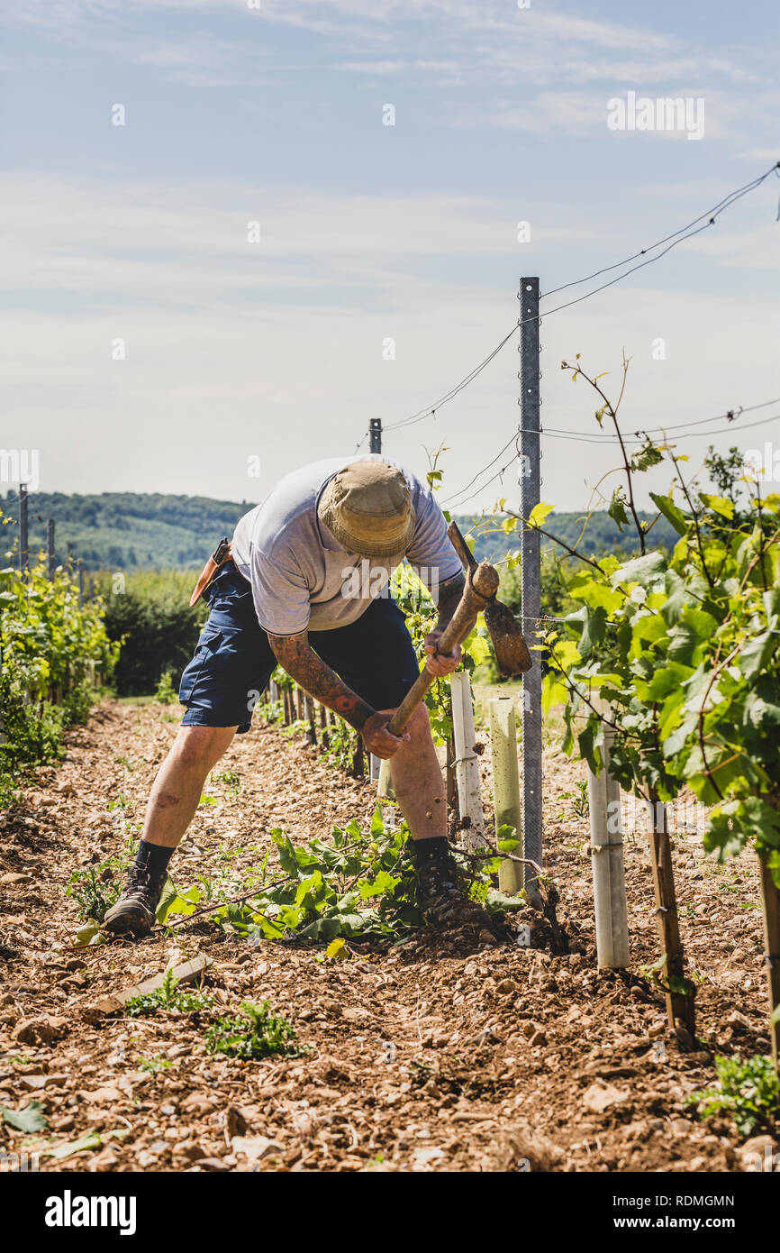 Man standing in between rows of vines at a vineyard, working on soil with a pick axe. Stock Photo