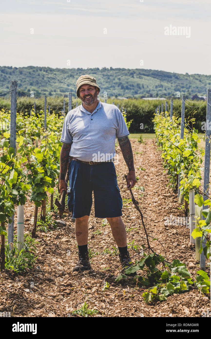 Man standing in between rows of vines at a vineyard holding a grubbing mattock, smiling at camera. Stock Photo