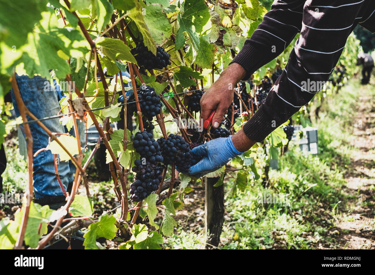 Man standing in a vineyard, harvesting bunches of black grapes. Stock Photo