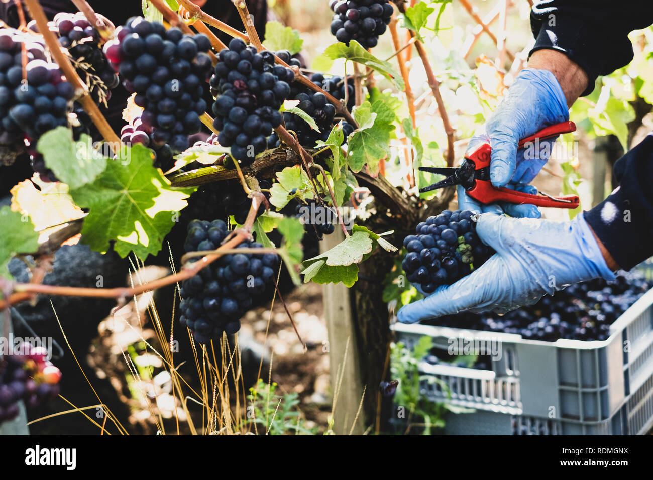Close up of person wearing rubber gloves and holding secateurs harvesting bunches of black grapes in a vineyard. Stock Photo