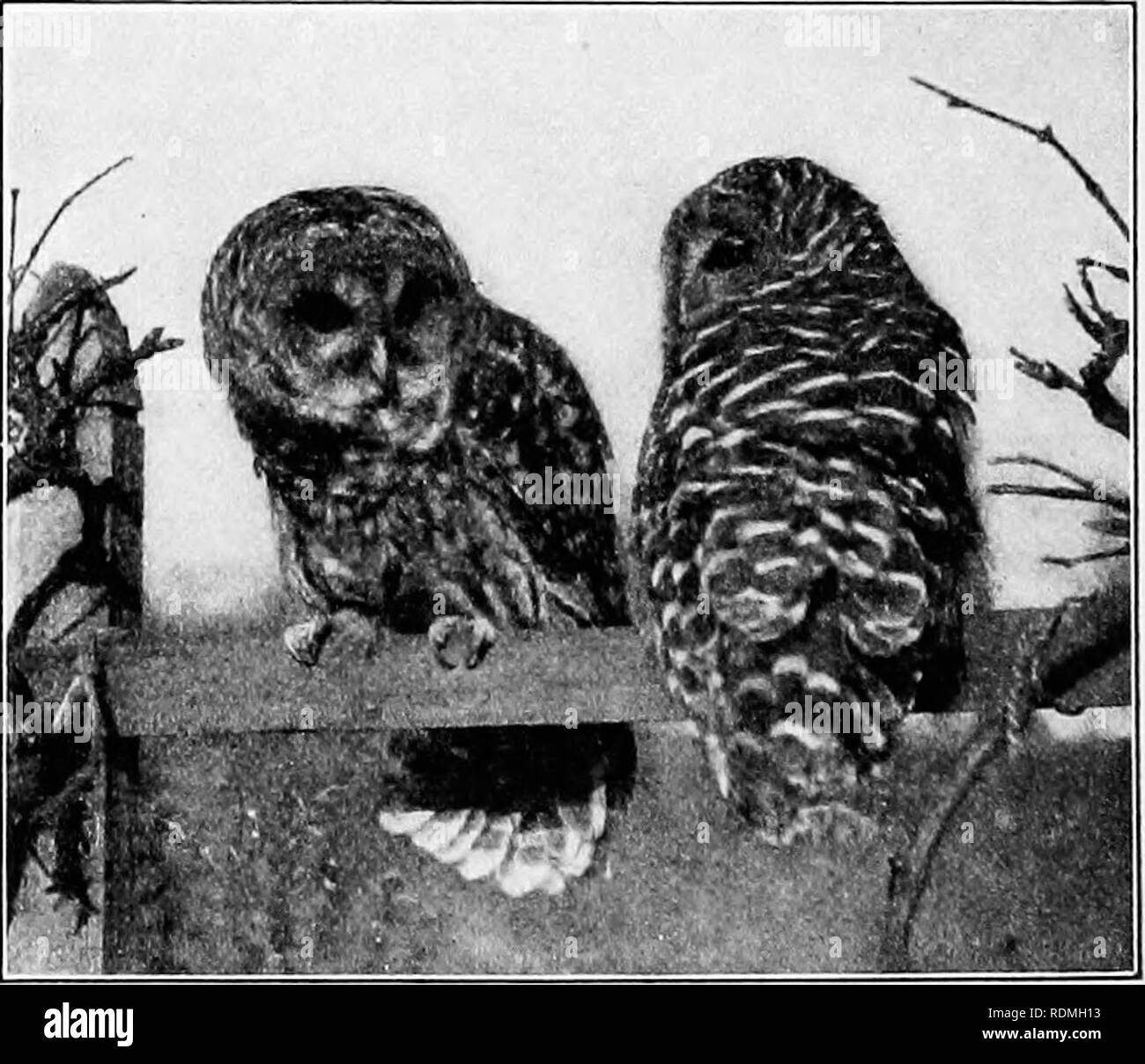 Barn Owl Head Black And White Stock Photos Images Alamy