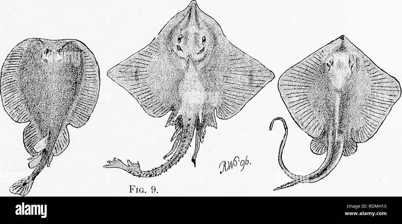 . Chapters on the natural history of the United States. Zoology. OF THE UNITED STATES 69 pounds, and in these, as in all other varities or kinds of electric fishes, the body is without scales and smooth. Upward of thirty species of Rays and Skates are found upon our United States coasts, but man has no special use for any of them. The fleshy flaps of the big Barndoor Skate, however, have been used for food; the fishermen salting them down at Portsmouth, New. Fig. 8. Fig. 8. Torpedo! T. occidentalis). Rats and Skates. Fig. 0. Barndoor Skate {Roia leevis). Fig. 10. Fig. 10. Sting Kay (Trygo Hamp Stock Photo