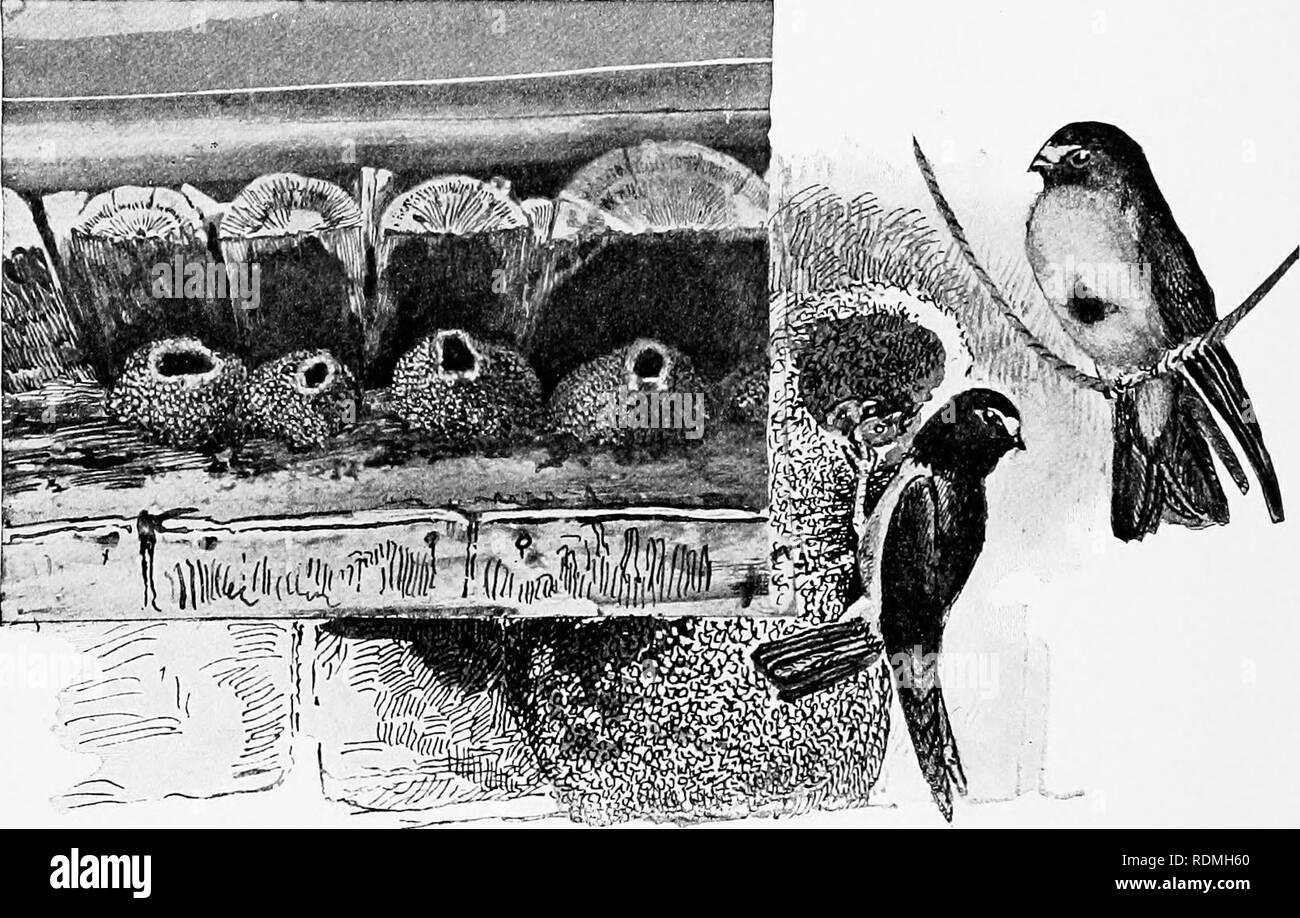 . The American natural history : a foundation of useful knowledge of the higher animals of North America . Natural history. 194 ORDERS OF BIRDS—PERCHEES AND SINGERS the nearest pond, it brings pellets of mud, and sticks a lot of them in a solid circle, against the outside wall of the barn, and close up under the eaves. Upon this, working most industriously to finish before previous layers have had time to dry, the cup-shaped nest is built out, pellet by pellet. At the last, the cup is narrowed down to a tube barely large enough to admit the bird, and the opening thrusts out into the air, usual Stock Photo
