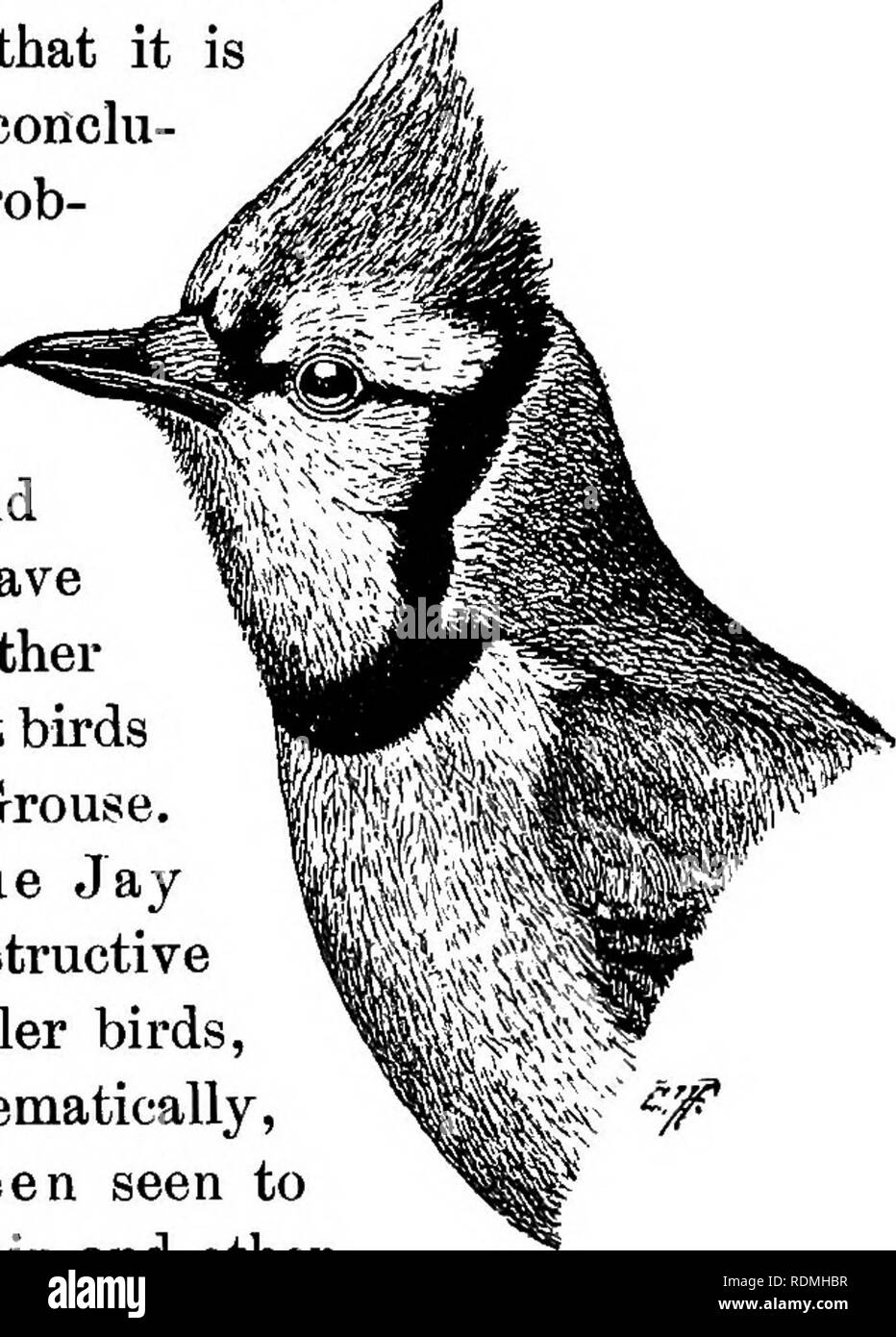 . Useful birds and their protection. Containing brief descriptions of