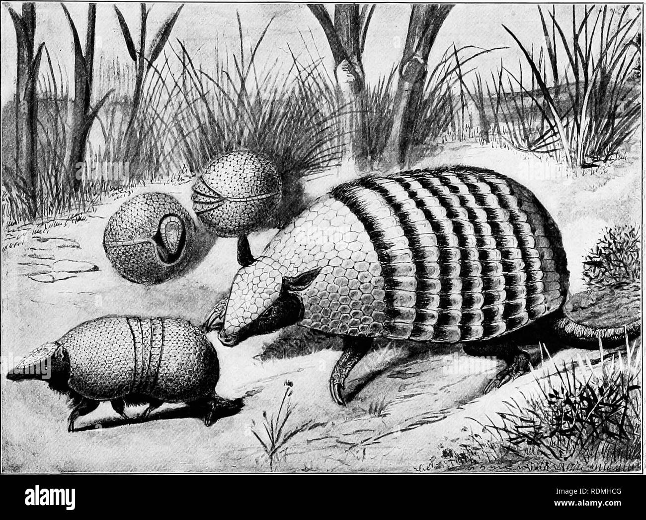 The American Natural History A Foundation Of Useful Knowledge Of The Higher Animals Of North America Natural History The Armadillos 157 Of Bony Rings When Attacked By A Savage The American Natural History A Foundation Of Useful Knowledge Of The Higher Animals Of North America Natural History The Armadillos 157 Of Bony Rings When Attacked By A Savage