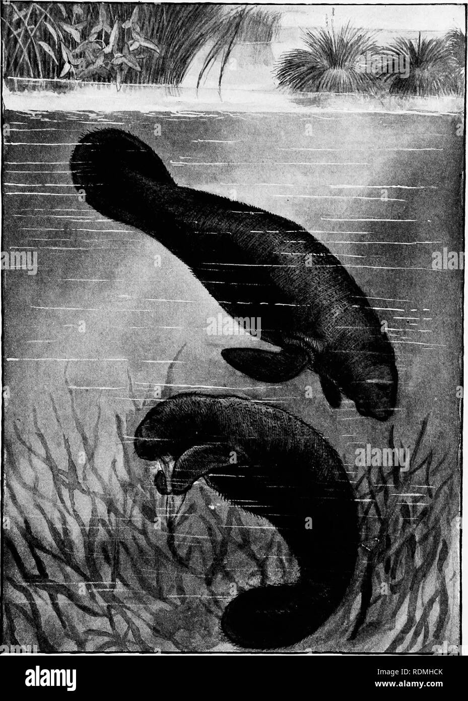 . The American natural history : a foundation of useful knowledge of the higher animals of North America . Natural history. the manatee (Trichechus latirostris). Drawn by J. Carter Beard from a living specimen in the New York Aquarium 155. Please note that these images are extracted from scanned page images that may have been digitally enhanced for readability - coloration and appearance of these illustrations may not perfectly resemble the original work.. Hornaday, William Temple, 1854-1937. New York : C. Scribner Stock Photo